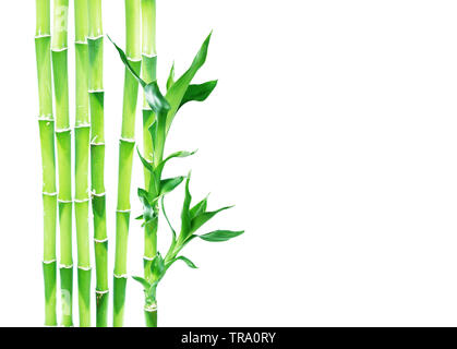 Several stem of Lucky Bamboo (Dracaena Sanderiana) with green leaves, isolated on white background, with copy-space Stock Photo