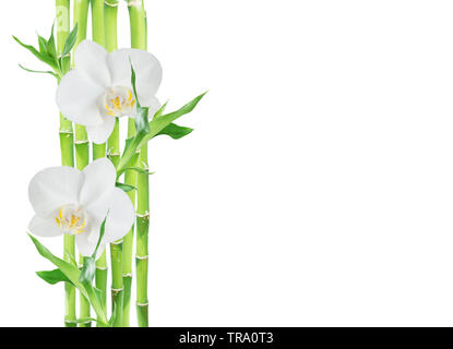 Several stems of Lucky Bamboo (Dracaena Sanderiana) with green leaves and two white orchid flowers, isolated on white background, with copy-space Stock Photo