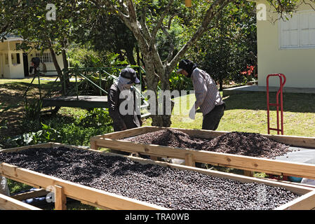 worker drying coffee beans in a coffee factory in bouquete panama Stock Photo