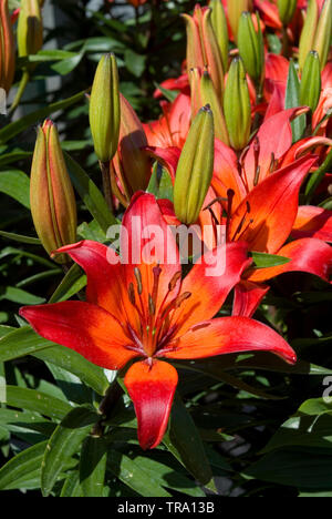 Dwarf lily 'Matrix' Stock Photo