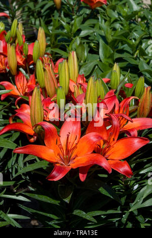 Dwarf lily 'Matrix' Stock Photo