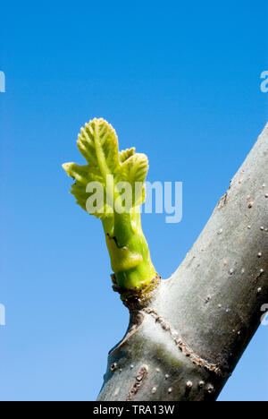 Ficus carica ‘Brown Turkey’ Stock Photo