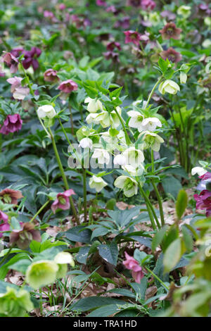 Hellebores flowering in the garden in Spring. Stock Photo