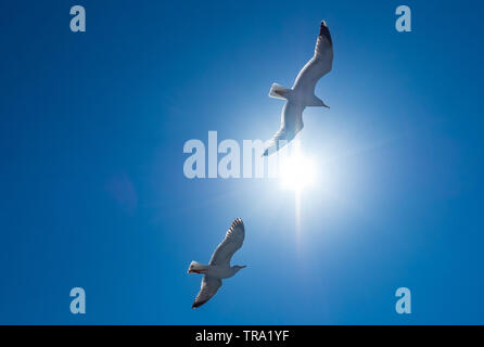 Two seagull flying in blue sky with bright sun Stock Photo