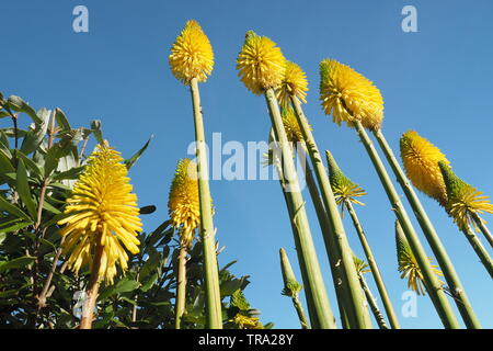 Yellow pokers in full flower in an autumn garden; a bold statement of colour and strength Stock Photo