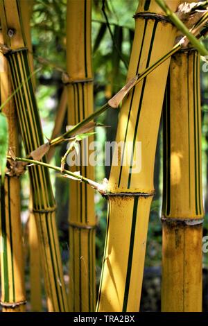 Yellow bamboo in sunlight Stock Photo