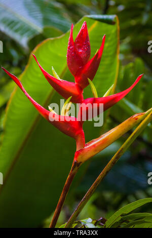 Beautiful heliconia flower in the cloudforest of La Amistad national park, Chiriqui province, Republic of Panama. Stock Photo
