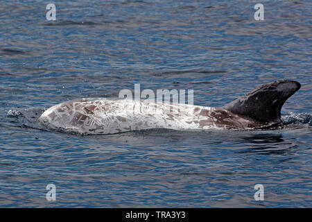 Risso's Dolphin (Grampus griseus), with typical scratched backside, surfacing, Azores, Portugal Stock Photo