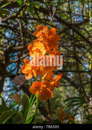Orchids flower on  light of sun background, Stock Photo