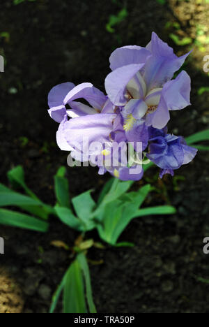 Blue iris flower blooming, blurry green leaves and dark soil  vertical background Stock Photo