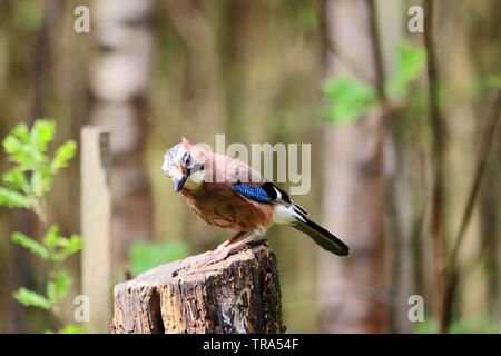 Jay (Garrulus Glandarius) perched on old wood stump Stock Photo