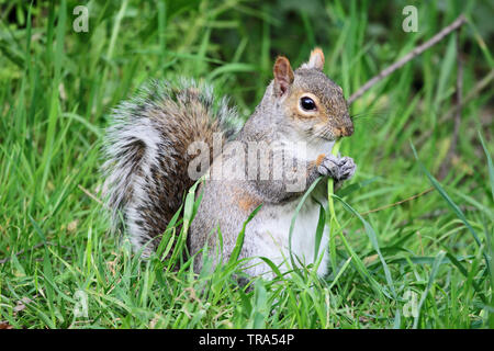 Grey Squirrel (sciurus carolinenis) or Eastern Gray Squirrel feeding on stem of grass Stock Photo