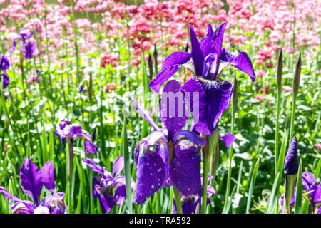 Beautiful garden flowers, Mixed flowers Blue Iris sibirica, Red valerian, Centranthus ruber Coccineus in flower bed border Stock Photo