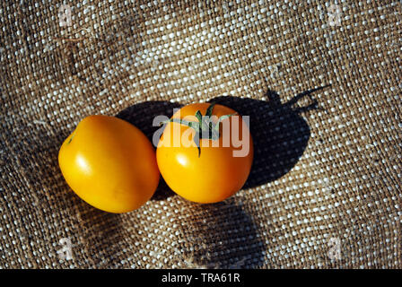 Couple yellow tomatoes on a rough texture sackcloth background, close up organic texture background, top view Stock Photo