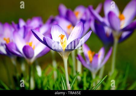Close-Up Of Purple Crocus Flowers On Field Stock Photo