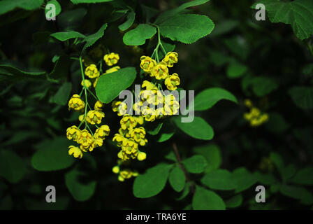 Yellow barberry flowers on twig with young green leaves, blurry dark background Stock Photo