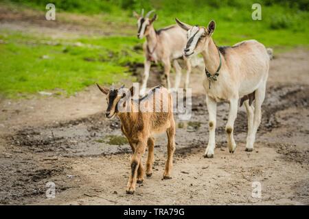 Herd of brown and beige domestic goats walking on muddy path. Green grass in background. Sunny spring day at a farm. Stock Photo