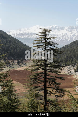A Cedar of Lebanon tree (Cedrus linani) with a view from Sinekcibell Pass, SW Turkey Stock Photo