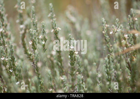 flora of Gran Canaria - flowering micromeria, locally called thyme Stock Photo