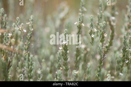 flora of Gran Canaria - flowering micromeria, locally called thyme Stock Photo