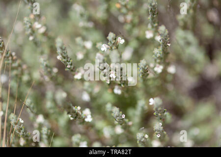 flora of Gran Canaria - flowering micromeria, locally called thyme Stock Photo