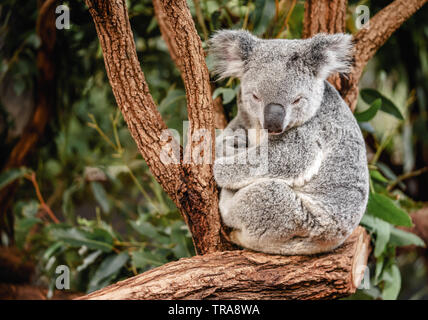 Close up of koala sitting on the tree with copy space