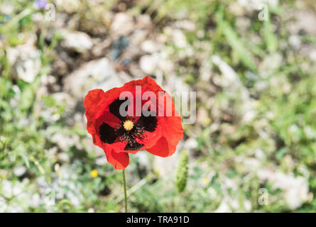 Flowering poppy (Papaver sp) in SW Turkey Stock Photo