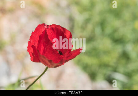 Poppy (Papaver sp) flower Stock Photo