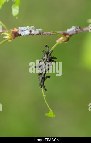 Kentish glory moth larva Stock Photo