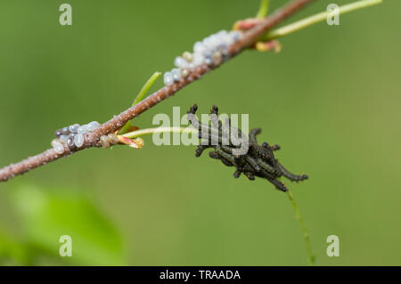 Kentish glory moth larva Stock Photo