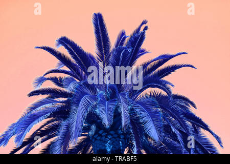 Surreal Style Pop Art of Vivid Blue Palm Tree on Pink Background Stock Photo