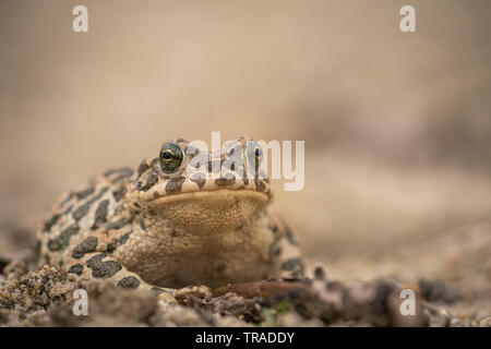 European green toad, Bufo viridis,on sandy soil at the edge of the breeding pool Stock Photo