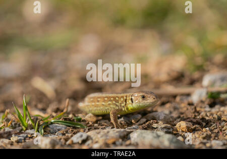 Sand lizard, Lacerta agilis, spring in Bulgaria Stock Photo