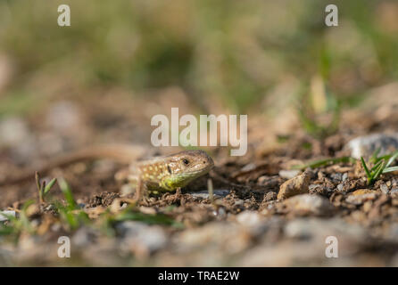 Sand lizard, Lacerta agilis, spring in Bulgaria. Stock Photo