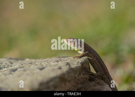 Sand lizard, Lacerta agilis, Bulgaria in spring. Stock Photo