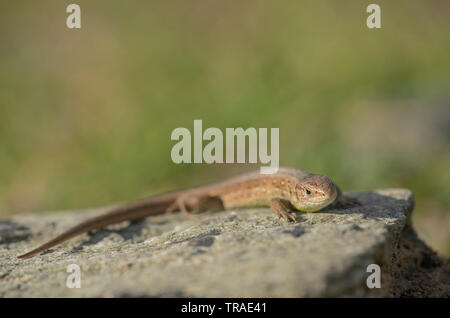 Sand lizard, Lacerta agilis, spring in Bulgaria. Stock Photo