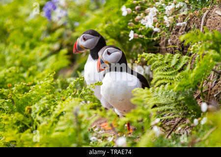 Puffins on Skomer Island of the coast of Pembrokeshire UK Stock Photo