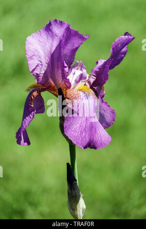 Purple Iris "Mulberry Rose", Irises, Tall Bearded Iris, beautiful garden flowers, perennial plant Stock Photo