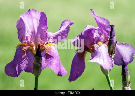 Purple Iris "Mulberry Rose", Irises, Tall Bearded Iris, beautiful garden flowers, perennial plant Stock Photo