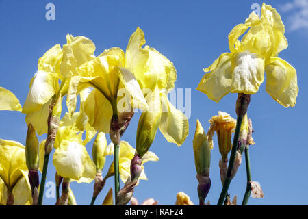 Yellow Iris "Mattie Gates", Irises, Tall Bearded Iris light yellow blooms garden flowers, perennial plant, blue sky Blooms Stock Photo
