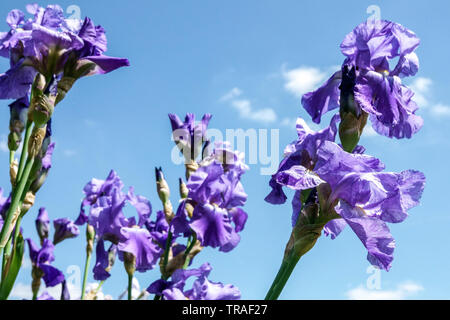 Blue Iris "Chivalry", Irises, Tall Bearded Iris, beautiful garden flowers, perennial plant Stock Photo