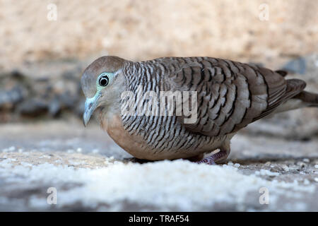 A pigeon is feeding the rice in the backyard, Thailand. Zebra dove eat hard grains of white rice, close up. Stock Photo