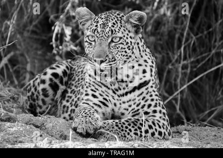 leopard close up in Kruger