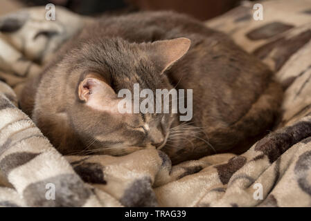 Cat asleep on blanket Stock Photo