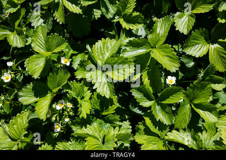 planting in garden, gardening, plants Stock Photo