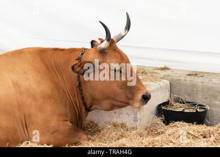 A well-fed healthy cow with big horns lies in a modern barn on hay Stock Photo