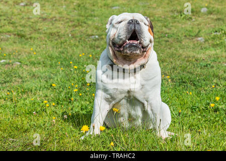 White english bulldog sitting in a green meadow Stock Photo