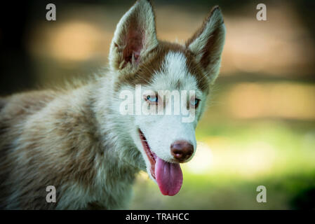 Cute blue eye siberian husky puppy playing and looking around Stock Photo