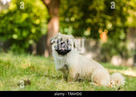 The Pekingese is an ancient breed of toy dog, originating in China sitting in isolated green background Stock Photo