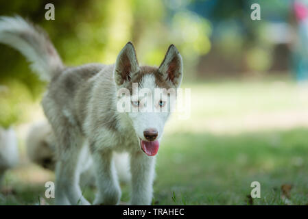 Cute blue eyed siberian husky puppy siberian husky puppy  approaching forward Stock Photo